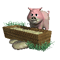 Pig eating